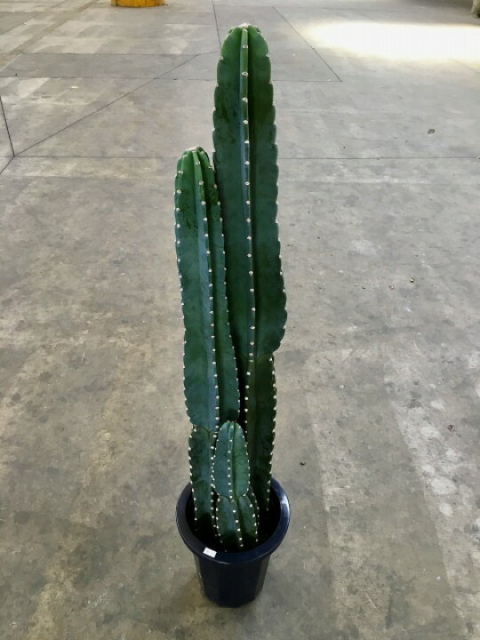 楽天市場】柱サボテン 10号 シャボテン カクタス 販売 苗 苗木 鉢植え  