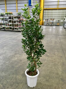 観葉植物 10号 ガジュマルの人気商品 通販 価格比較 価格 Com