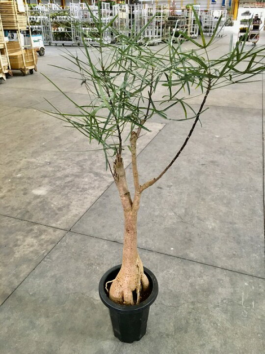 楽天市場 ボトルツリー 8号 ブラキキトン 希少種 観葉植物 鉢植え 販売 苗 苗木 送料無料 インテリア 贈り物 ギフト お誕生日 記念日 開店祝い 希少 ブルーミンググレイス