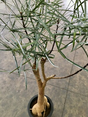 楽天市場 ボトルツリー 8号 ブラキキトン 希少種 観葉植物 鉢植え 販売 苗 苗木 送料無料 インテリア 贈り物 ギフト お誕生日 記念日 開店祝い 希少 ブルーミンググレイス