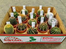 ミニサボテン 素焼き鉢 3号 1ケース 15入 多肉植物 観葉植物 鉢植え 苗 お中元 お歳暮 母の日 プレゼント ギフト 敬老 インテリア プランツ 贈り物 誕生日【smtb-s】