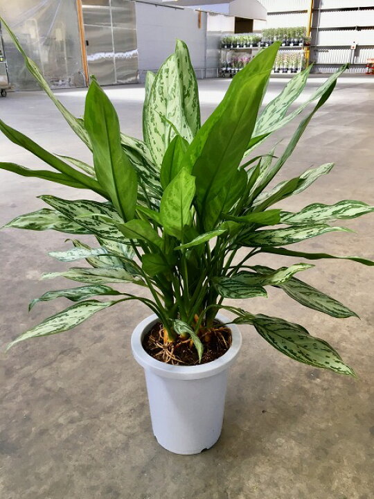 楽天市場】アグラオネマ シルバークイーン 8号 観葉植物 鉢植え 苗 
