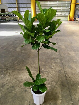 楽天市場 カシワバゴムの木 スタンド 10号 柏ゴム トピアリー 観葉植物 鉢植え 苗 希少 お中元 お歳暮 母の日 プレゼント ギフト 敬老 インテリア プランツ 贈り物 誕生日 05p01mar15 ブルーミンググレイス