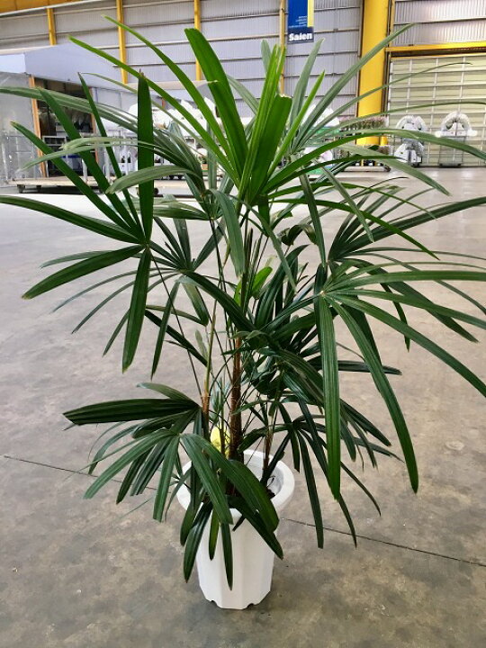 楽天市場】シュロチク 8号 シュロ竹 観葉植物 棕櫚竹 鉢植え 販売 苗 