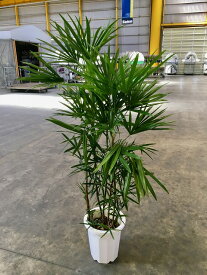 シュロチク 10号 シュロ竹 観葉植物 棕櫚竹 鉢植え 販売 苗 苗木 送料無料 インテリア 贈り物 ギフト お誕生日 記念日 開店祝い【05P01Mar15】