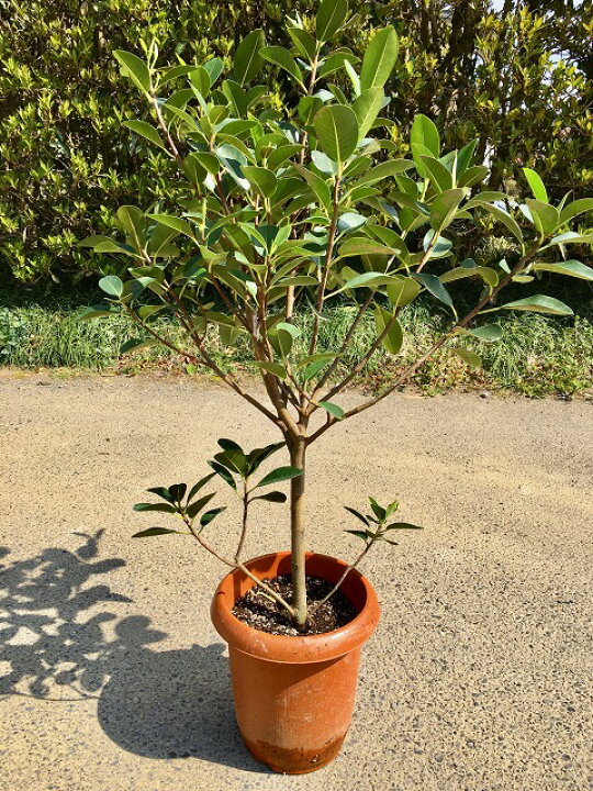 楽天市場】フランスゴム 8号(フィカス・ルビギノーサ) 観葉植物 ゴムの 