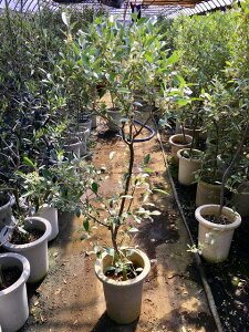 観葉植物 オリーブ 苗木の人気商品 通販 価格比較 価格 Com