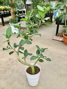 観葉植物 7号 ゴムの木の通販 価格比較 価格 Com