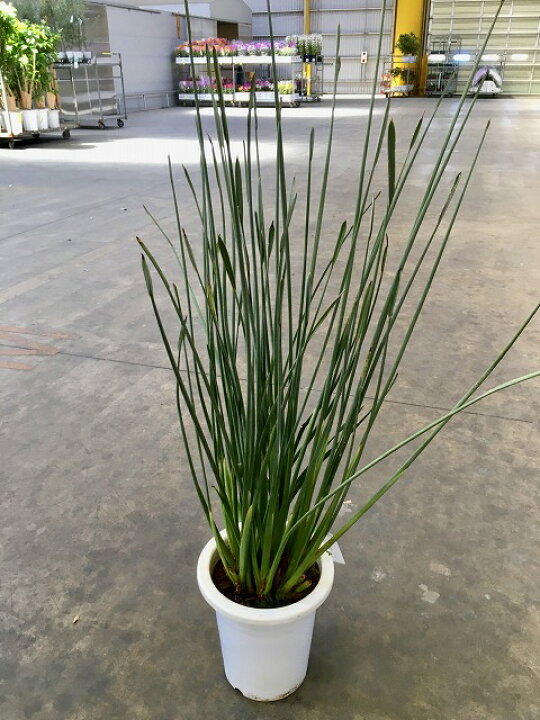 楽天市場】ストレリチア ユンケア ノンリーフ 10号 観葉植物 鉢植え 
