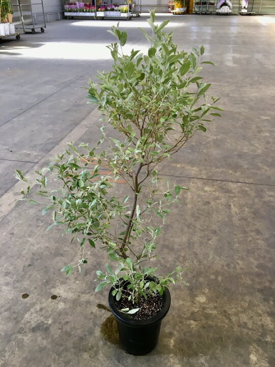 楽天市場 ロシアン オリーブ 8号 グミ科 観葉植物 オリーブ 販売 苗 苗木 斑入り 鉢植え 希少種 送料無料 Smtb S ブルーミンググレイス