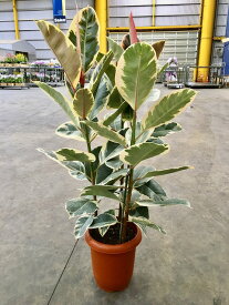 楽天市場 フィカス ティネケ 種類 植物 ゴムの木 の通販