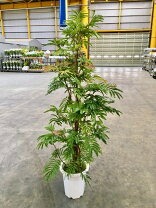 楽天市場】エバーフレッシュ 大型（花・観葉植物｜花・ガーデン・DIY 