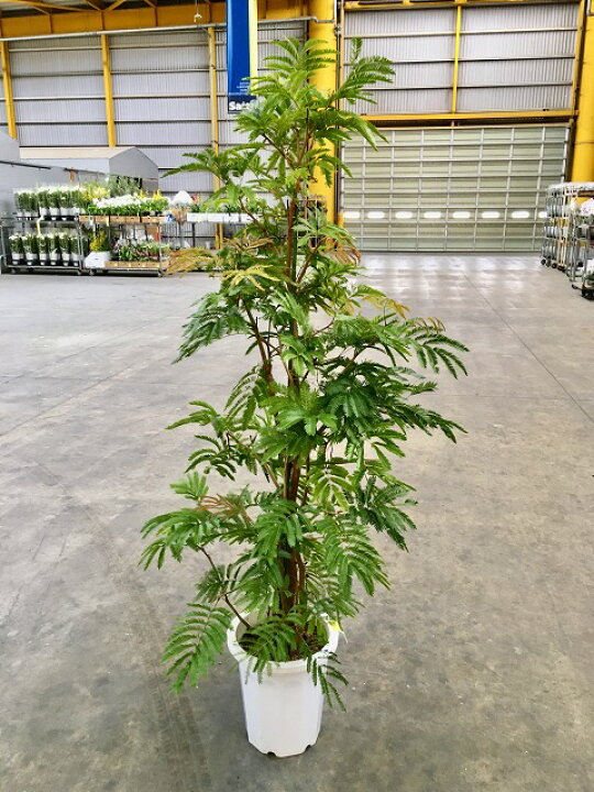 観葉植物 エバーフレッシュ170cm 10号 まがり