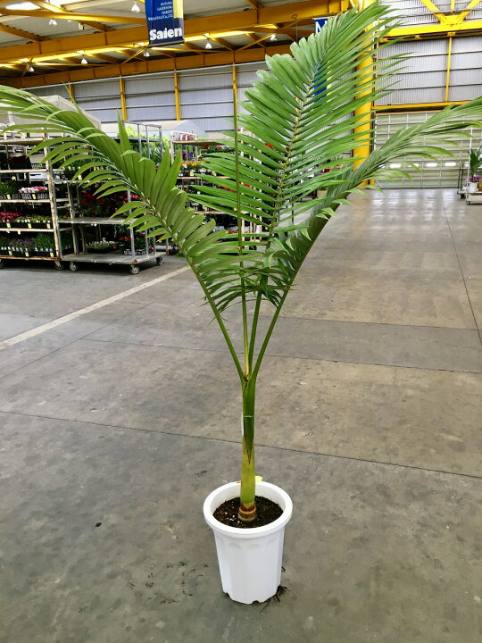 楽天市場】キングパーム 10号 ユスラヤシ ヤシ 観葉植物 インテリア 