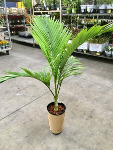 ヤシ 観葉植物の人気商品 通販 価格比較 価格 Com