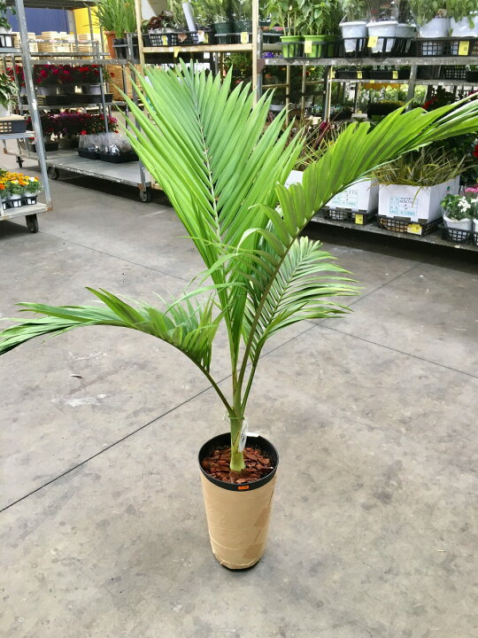 楽天市場】キングパーム 8号 ユスラヤシ ヤシ 観葉植物 インテリア 