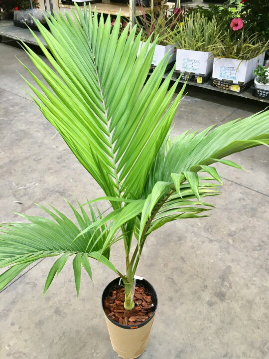 楽天市場】キングパーム 8号 ユスラヤシ ヤシ 観葉植物 インテリア 