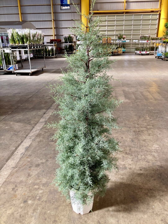 楽天市場】コニファー ブルーアイス 10号 観葉植物 鉢植え 苗 苗木 木 