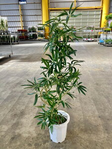 AKXeB tHA Ȃ` 10 ϗtA VFt zR A ̔ c c  CeA 蕨 Mtg a LO JXj