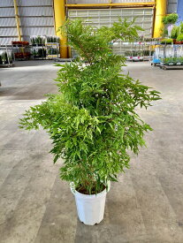 楽天市場 もみじ 鉢植えの通販