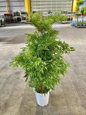 楽天市場 タイワンモミジ ポリシャス 10号 観葉植物 ポリシャス 台湾モミジ もみじ 鉢植え 販売 送料無料 インテリア 贈り物 ギフト お誕生日 記念日 開店祝い ブルーミンググレイス