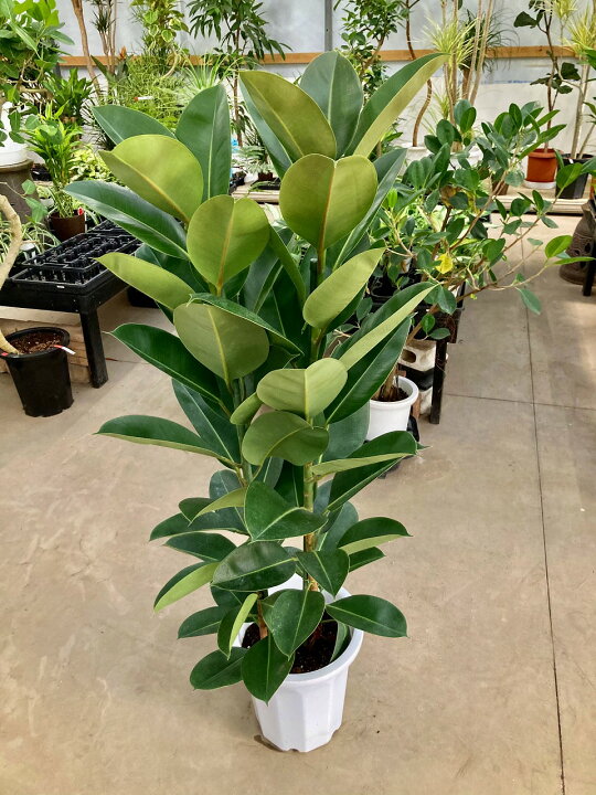 楽天市場】フィカス・ロブスター 10号 観葉植物 ゴムの木 販売 苗 苗木 