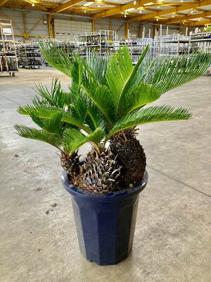 ソテツ(蘇鉄)複数株10号鉢リゾート庭木に大変人気の植物で夏はリゾート感があり、冬は青々して存在感があります。耐寒性がありますので意外とカンタンです。観葉植物【smtb-s】
