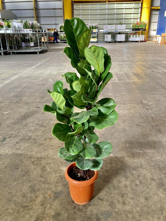 楽天市場】カシワバゴムの木 8号（柏ゴム） 観葉植物 鉢植え 苗 