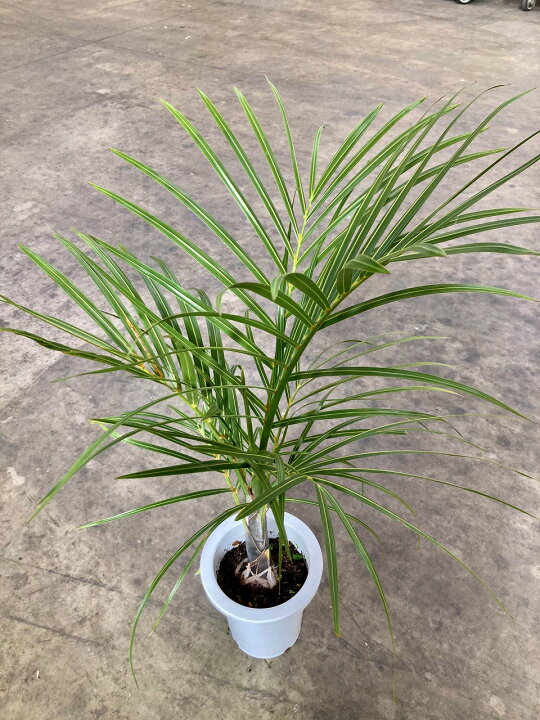 楽天市場 トックリヤシモドキ 8号 ボトルパーム 観葉植物 インテリア 鉢植え スタイリッシュ 母の日 父の日 苗 株立 ギフト プレゼント 贈り物 グリーン Smtb S ブルーミンググレイス