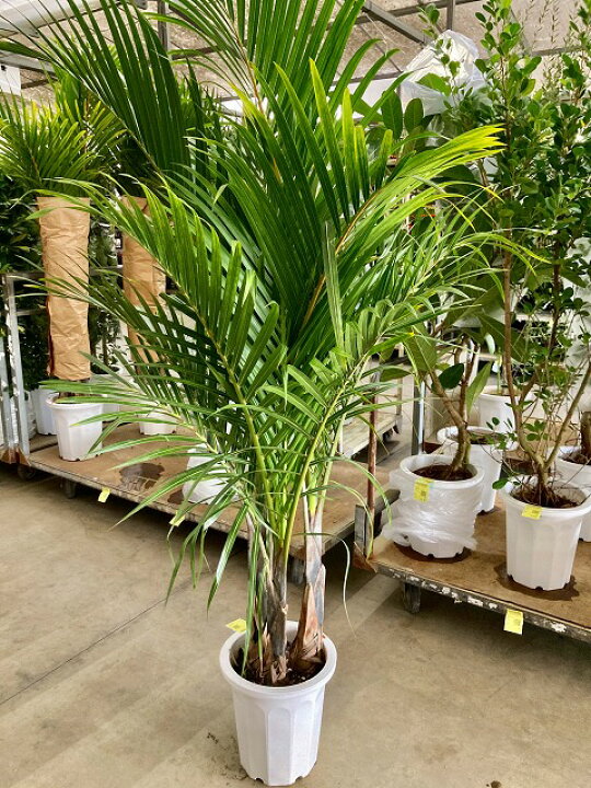楽天市場 トックリヤシモドキ 10号 ボトルパーム ヤシ 観葉植物 インテリア 鉢植え スタイリッシュ 母の日 父の日 苗 株立 ギフト プレゼント 贈り物 グリーン ブルーミンググレイス