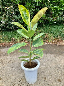 フィカス・エラスティカ・ジン 7号 観葉植物 鉢植え 希少種 苗 お中元 お歳暮 母の日 プレゼント ギフト 敬老 インテリア プランツ 贈り物 誕生日【05P01Mar15】