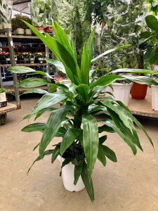 hZi [lbL[ 10  ϗtA A ̔ c c  CeA 蕨 Mtg a LO JXj