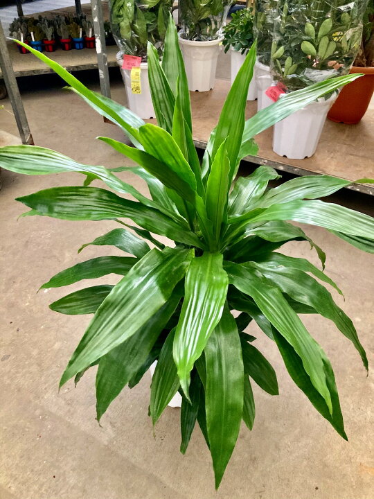 楽天市場】ドラセナ ワーネッキー 10号 青 観葉植物 鉢植え 販売 苗 
