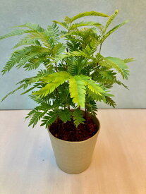エバーフレッシュ 3.5号 観葉植物 ねむの木 インテリア 贈り物 ギフト 母の日 誕生日 記念日 開店祝い 鉢