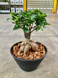 観葉植物 7号 ガジュマルの人気商品 通販 価格比較 価格 Com