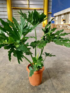 観葉植物 セローム 8号の人気商品 通販 価格比較 価格 Com