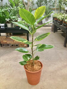 AeV[} 8 픫 ϗtA A c CeA 蕨 Mtg  A ̓ a LO JXj