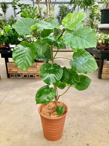 フィカス・ウンベラータ 8号 茶陶器鉢 ゆったりしたハート形の大きな葉っぱと、独特の樹形をいっしょに楽しめるのが魅力です。お部屋のインテリアとしてはもちろん、贈り物としてとても