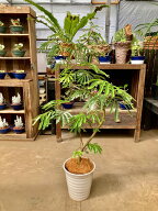 エバーフレッシュ 曲がり ねむの木 8号陶器鉢植え 陶器鉢NEWデザイン 昼は起きて夜になるとお休みモード…