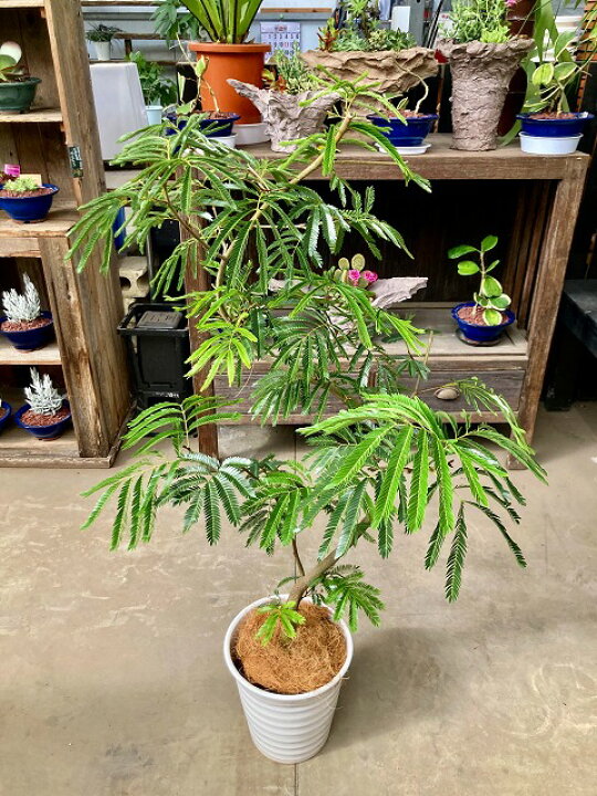 楽天市場】エバーフレッシュ 曲がり ねむの木 8号陶器鉢植え 陶器鉢 