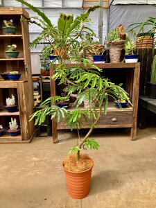 Go[tbV Ȃ ˂ނ̖ 8 픫A 픫NEWfUC ͋NĖɂȂƂx݃[hϗtA CeA A 픫 ̓ ̓ c  Mtg v[g 