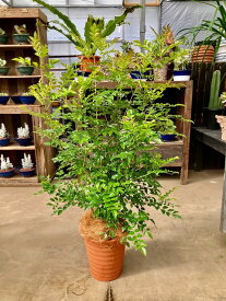 シマトネリコ 8号 茶陶器鉢 涼しげでサラサラと風に揺れる姿が癒される人気の観葉植物です。複数本の株立ちで葉のボリュームがあります。インテリアやガーデニングに人気です。【05P01Mar15】