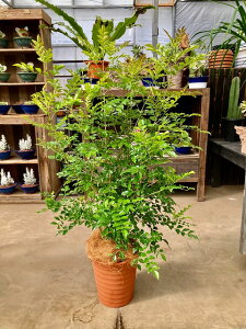 シマトネリコ 8号 茶陶器鉢 涼しげでサラサラと風に揺れる姿が癒される人気の観葉植物です。複数本の株立ちで葉のボリュームがあります。インテリアやガーデニングに人気です。【05P01Mar1