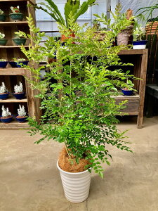 V}glR 8 픫 ŃTTƕɗhplC̊ϗtAłB{̊ŗt̃{[܂BCeAK[fjOɐlCłBy05P01Mar1