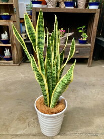 楽天市場 マイナスイオン観葉植物の通販