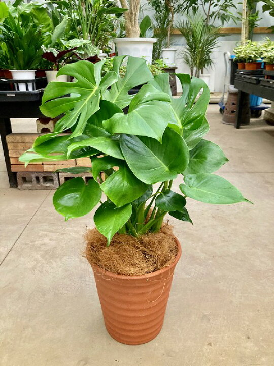 楽天市場 モンステラ 8号 茶陶器鉢 ハート型の大きな葉でモダンでスタイリッシュな観葉植物です 観葉植物 インテリア 贈り物 ギフト 母の日 誕生日 記念日 開店祝い 鉢 鉢植え Smtb S ブルーミンググレイス