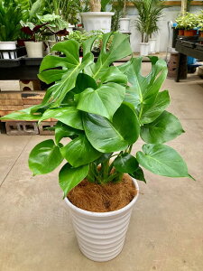 観葉植物 ハート 農業資材 ガーデニング用品の人気商品 通販 価格比較 価格 Com