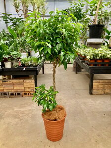 xW~ X^h 8 픫 ϗtA A xW~i V_KW} xW~S ̔  CeA 蕨 Mtg a LO JXjy05P01Mar15z