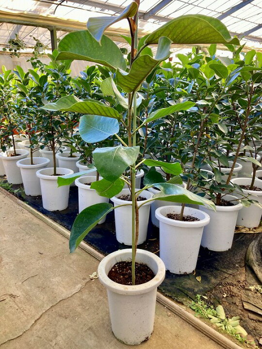 楽天市場 ジャワゴム 8号 観葉植物 ムクゲゴムノキ 希少種 限定 鉢植え 販売 苗 苗木 送料無料 インテリア 贈り物 ギフト お誕生日 記念日 開店祝い ゴムの木 ブルーミンググレイス