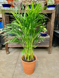 AJV 8 픫 X^CbV A c ][g 썑  Ε ̓ v[g Mtg hV CeA vc 蕨 a Vy05P01Mar15z